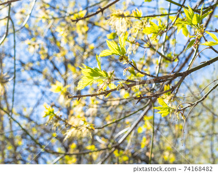 leaves on twig of ash-leaved maple and blue sky leaves on twig of ash-leaved maple and blue sky 74168482