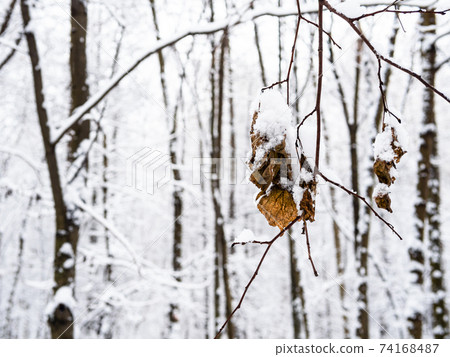dried leaves covered by snow on twigs in city park 74168487
