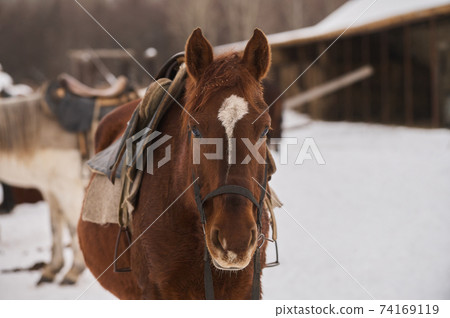 Herd of foals on the snow-covered meadow in a deep winter. Herd of foals on the snow-covered meadow in a deep winter. 74169119