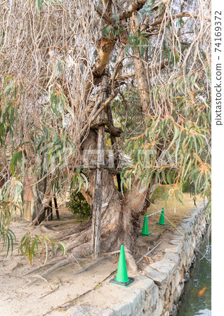 [Hiroshima Prefecture] Hiroshima Castle 74169372