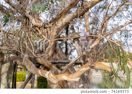 [Hiroshima Prefecture] Hiroshima Castle 74169373