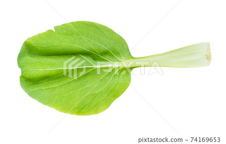 foliage of bok choy Chinese leaf cabbage 74169653