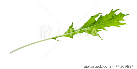 fresh leaf of mizuna (Japanese leaf cabbage) herb 74169654