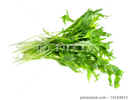 bunch of mizuna (Japanese leaf cabbage) herb 74169655