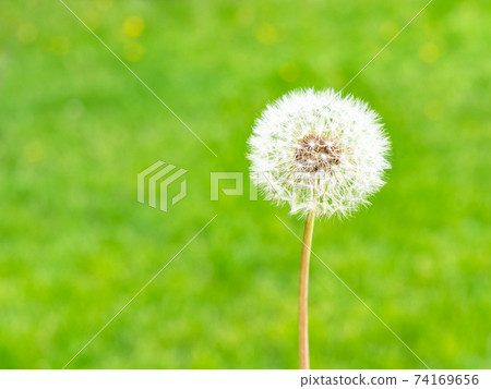 ripe dandelion flower close up and green meadow ripe dandelion flower close up and green meadow 74169656