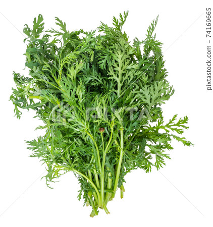 bunch of fresh edible chrysanthemum greens cutout bunch of fresh edible chrysanthemum greens cutout 74169665