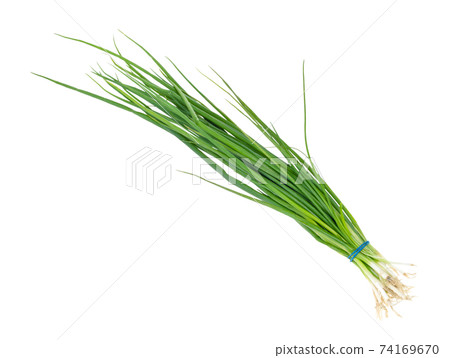 bundle of fresh scallions (green onions) cutout bundle of fresh scallions (green onions) cutout 74169670