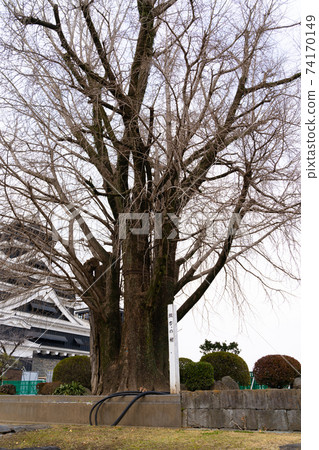 [Kumamoto Prefecture] Kumamoto Castle 74170149