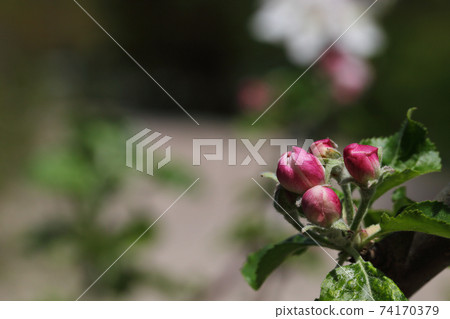 牛頓蘋果花蕾 74170379