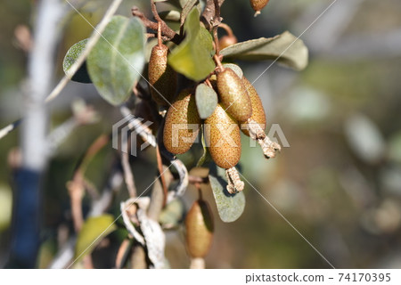 Fruit of Elaeagnus pungens (Seedbed 茱萸) Fruit of Elaeagnus pungens (Seedbed 茱萸) 74170395