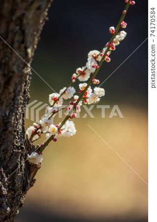 White plums and buds, early February, Yokohama Okurayama Park White plums and buds, early February, Yokohama Okurayama Park 74170584