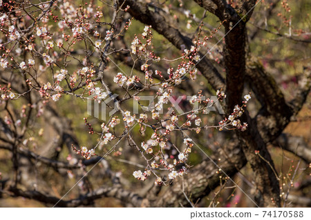 White plums and buds, early February, Yokohama Okurayama Park 74170588