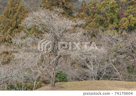 塔米城堡 塔米城堡 74170604