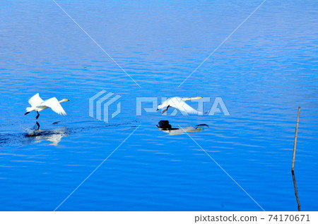 Miyagi Prefecture Izunuma Swan's turn to fly off the surface of the lake Miyagi Prefecture Izunuma Swan's turn to fly off the surface of the lake 74170671