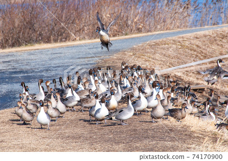 A flock of white-fronted geese on the bank of Izunuma, Miyagi Prefecture A flock of white-fronted geese on the bank of Izunuma, Miyagi Prefecture 74170900