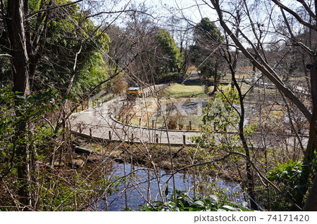 二月調布825水生植物園（無須/國分寺懸崖線）/金帶植物園 74171420