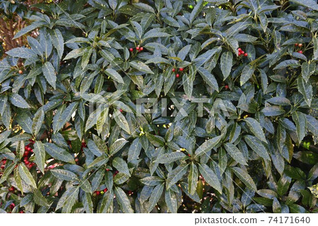 Variegated laurel leaves and fruits 74171640