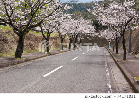 A row of cherry blossom trees in Kokubun Shiroyama Park A row of cherry blossom trees in Kokubun Shiroyama Park 74171831