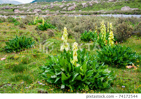 Rhubarb genus Rhubarb, a greenhouse plant that blooms in the high moors of the Hengduan Mountains, Sichuan Province, China Rhubarb genus Rhubarb, a greenhouse plant that blooms in the high moors of the Hengduan Mountains, Sichuan Province, China 74172544