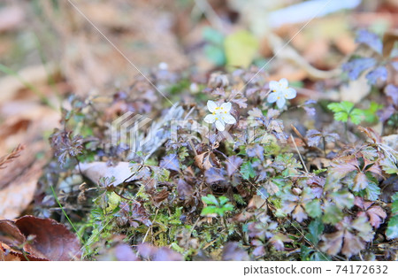 Flowers of Baikaouren 74172632