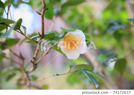 山茶花花白球 山茶花花白球 74172637