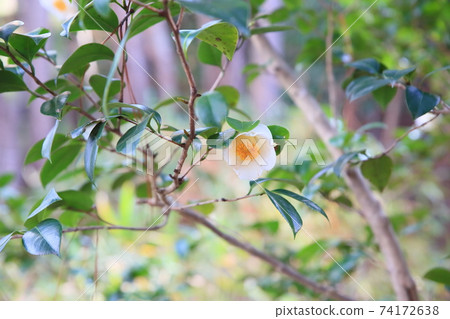 山茶花花白球 山茶花花白球 74172638