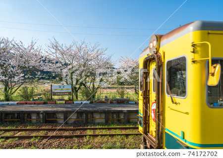 "Chiba Prefecture" Isumi Railway's yellow train and cherry blossoms 74172702