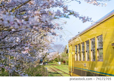"Chiba Prefecture" Isumi Railway's yellow train and cherry blossoms 74172705