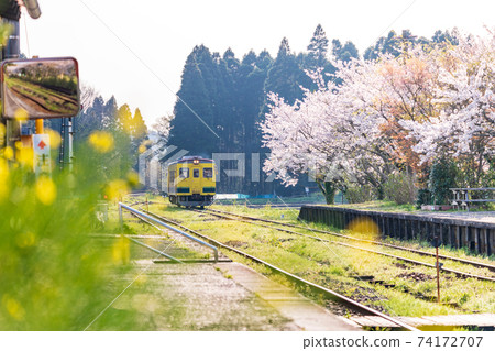 "Chiba Prefecture" Isumi Railway's yellow train and cherry blossoms "Chiba Prefecture" Isumi Railway's yellow train and cherry blossoms 74172707