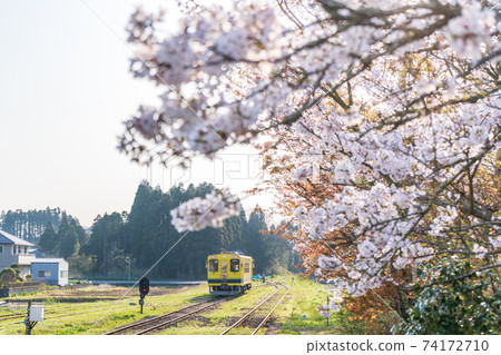 "Chiba Prefecture" Isumi Railway's yellow train and cherry blossoms "Chiba Prefecture" Isumi Railway's yellow train and cherry blossoms 74172710