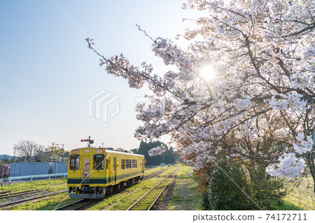 "Chiba Prefecture" Isumi Railway's yellow train and cherry blossoms 74172711