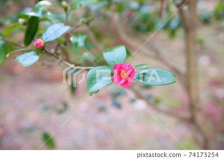 Tsubaki's Flower Cherry Red Skin Assistance Tsubaki's Flower Cherry Red Skin Assistance 74173254