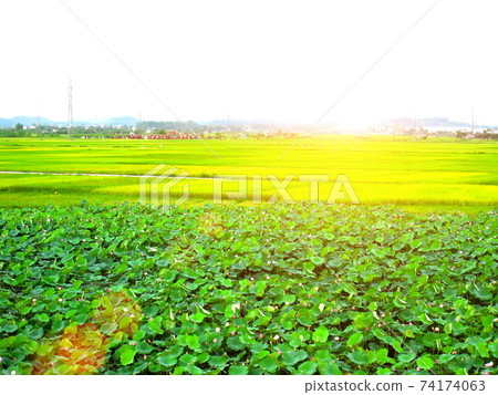 paddy field 74174063