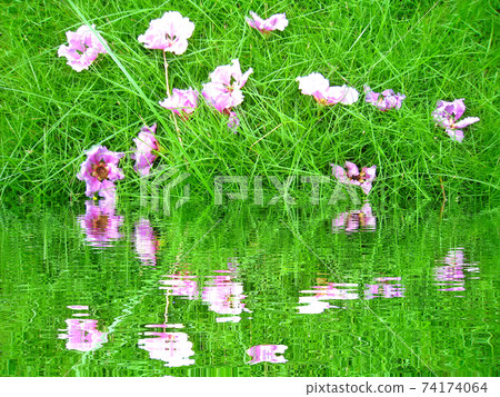 purple flower purple flower 74174064