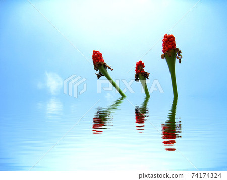 red flower red flower 74174324