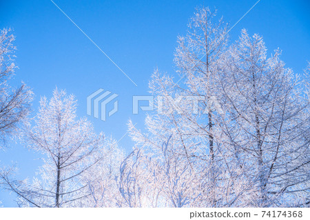《Nagano Prefecture》 Rime and winter scenery on the Kurumayama plateau 《Nagano Prefecture》 Rime and winter scenery on the Kurumayama plateau 74174368