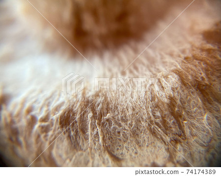 Macro photography of shiitake mushrooms 74174389