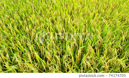 paddy field paddy field 74174705
