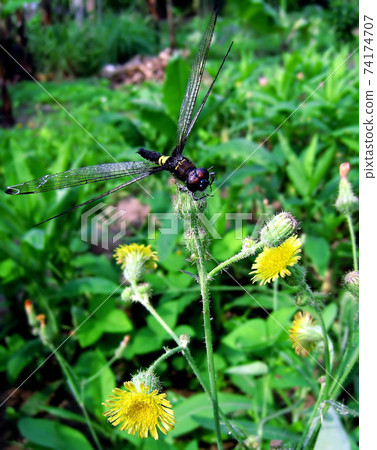 Dragonfly in the garden Dragonfly in the garden 74174707