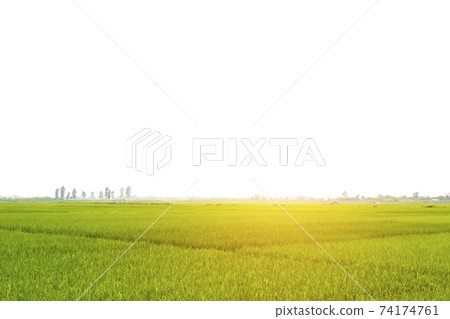 paddy field 74174761
