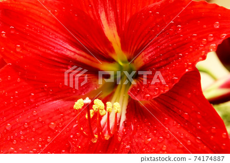beautiful red lily 74174887