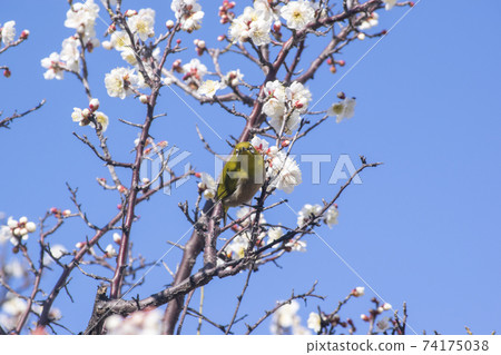 White-eye and white plum blossoms in early spring 74175038