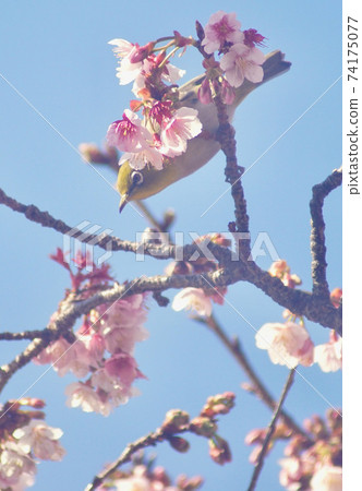 和歌山縣和歌山市地藏市的櫻花和白眼Tsu 和歌山縣和歌山市地藏市的櫻花和白眼Tsu 74175077