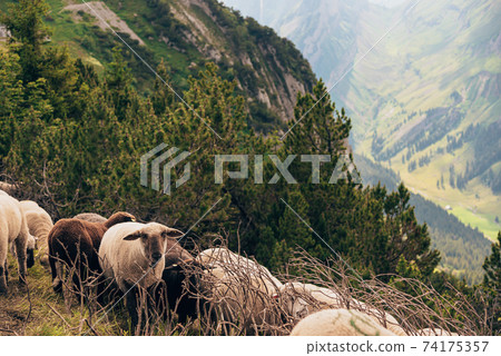 Sheep on a pasture in the mountains of Switzerland Sheep on a pasture in the mountains of Switzerland 74175357