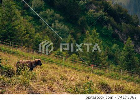 Young sheep on a pasture in the mountains of Switzerland Young sheep on a pasture in the mountains of Switzerland 74175362