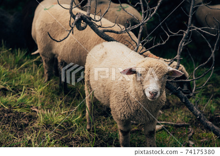 Sheep on a pasture in the mountains of Switzerland 74175380