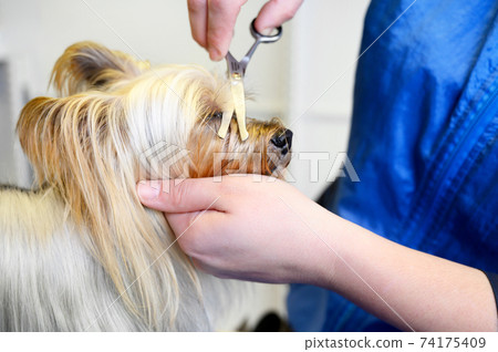Yorkshire Terrier dog being groomed in pet care studio. Woman groomer cuts dog hair in beauty salon 74175409