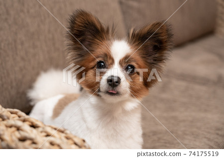 巴比龍蓬鬆芝犬切 74175519