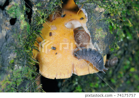 吃蘑菇的香菇（北海道知床） 74175757