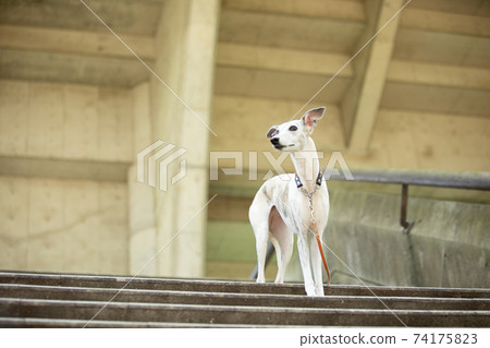Whippet站在樓梯上 Whippet站在樓梯上 74175823